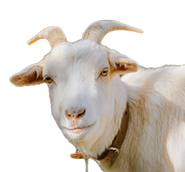 フッターゴート